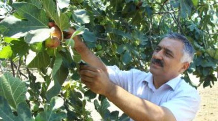 T&uuml;rkiye'de 273 &Ccedil;eşit Dişi Incir T&uuml;r&uuml; Tespit Edildi