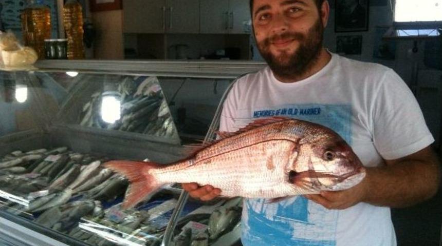 &Ccedil;andarlı'da Yakalanan Antenli Mercan Balık&ccedil;ıları Şaşırttı