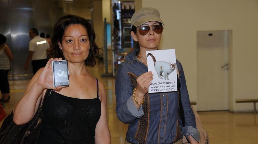 Havalimanında Ikinci 'kayıp Kedi’ Olayı