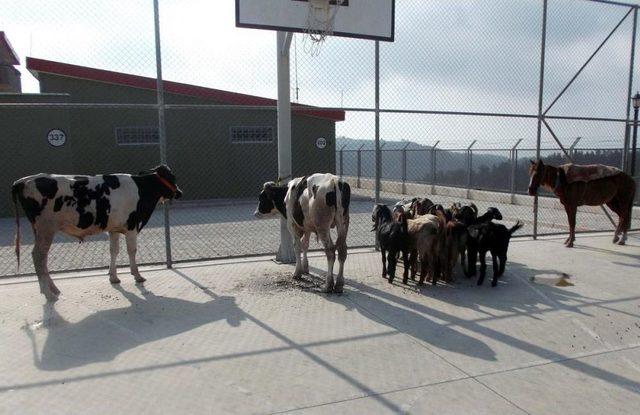 Hatay'da Kaçakçılık Operasyonu