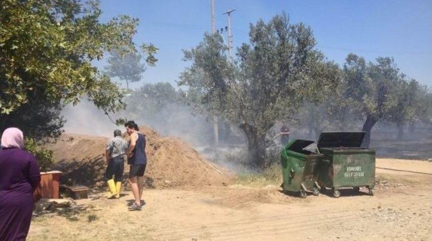 Patlayan Elektrik Panosu Zeytinlik Alanı Yaktı