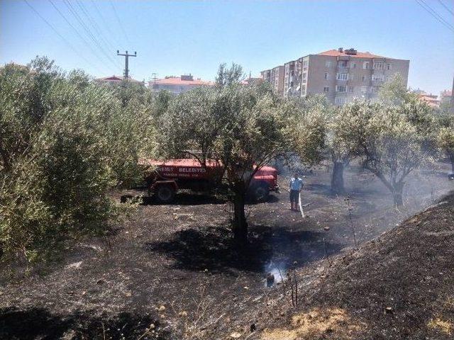 Patlayan Elektrik Panosu Zeytinlik Alanı Yaktı