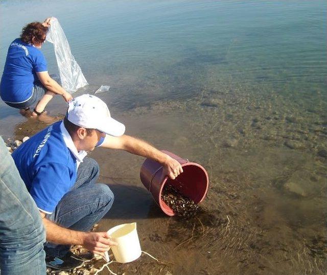 Burdur Göletlerine 30 Bin Pullu Sazan Bırakıldı