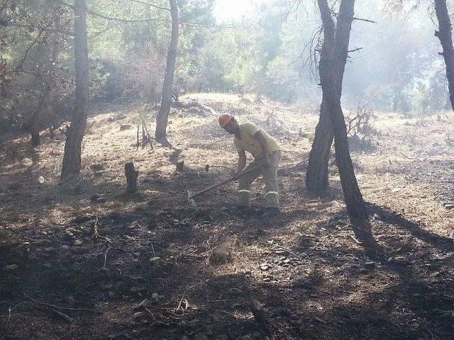 Manisa’da Orman Yangını