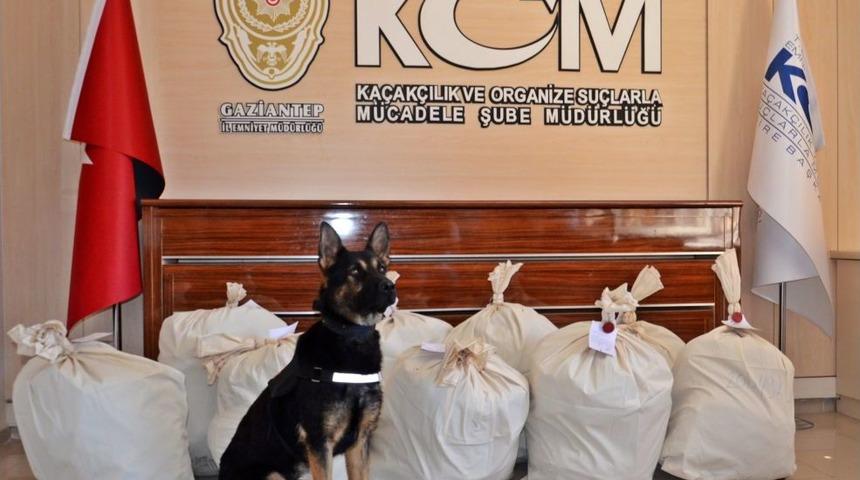 Zoro, Araca Sinen Kokudan Hareketle 153 Kilo Esrarı Buldu