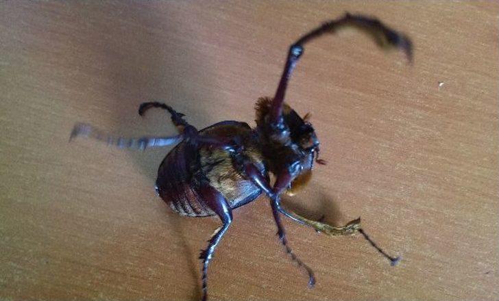 Şırnak'ta Geyik Böceği Türüne Rastlandı G1