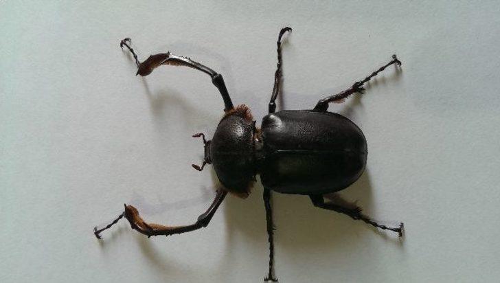 Şırnak'ta Geyik Böceği Türüne Rastlandı G2