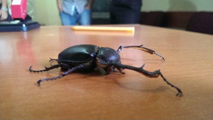 Şırnak'ta Geyik Böceği Türüne Rastlandı G3