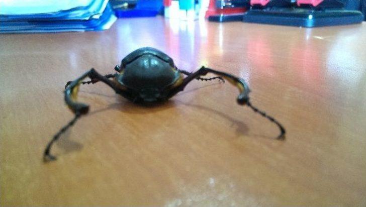 Şırnak'ta Geyik Böceği Türüne Rastlandı G4