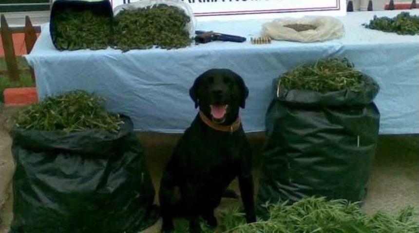 Jandarmadan Uyuşturucu Operasyonu