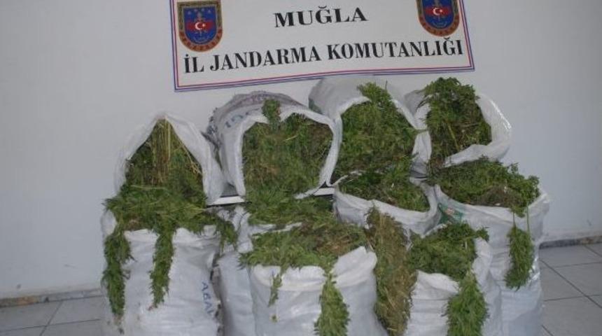 Fethiye&rsquo;de 111 Kilo Esrar Ele Ge&ccedil;irildi