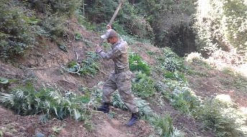 Kocaeli'de K&ouml;k Hint Keneviri Ele Ge&ccedil;irildi