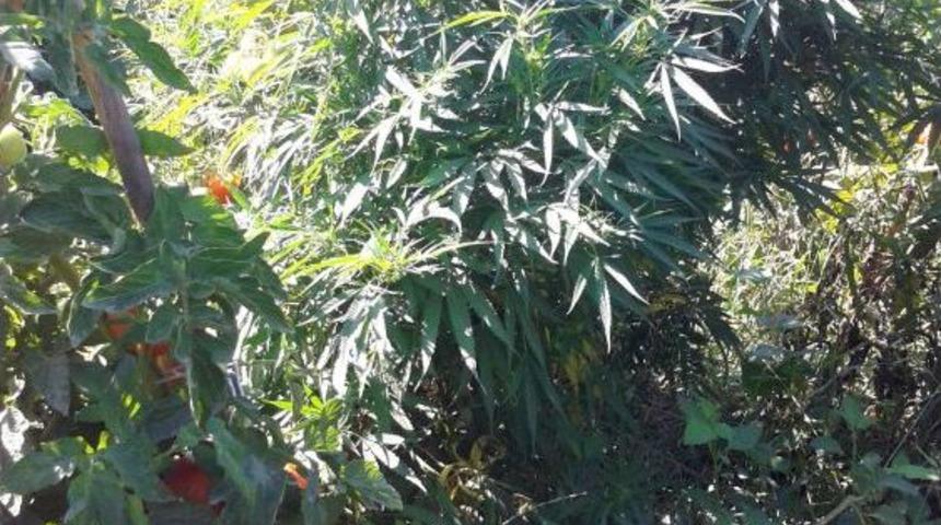 Domates Ve Biber Tarlasında Kenevir