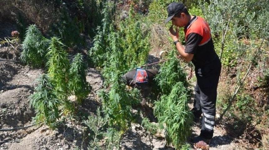 Zeytinlik Bah&ccedil;esinde Esrar Operasyonu