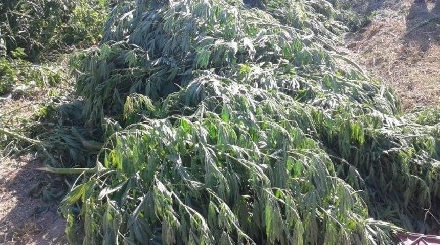 Domates Ve Biber Tarlasında Kenevir Operasyonu