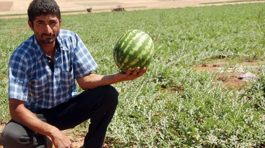 &Ccedil;ift&ccedil;i, Zam Şampiyonu Karpuza G&ouml;z&uuml; Gibi Bakıyor