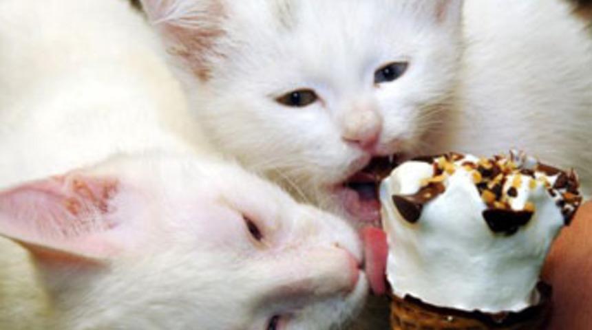 Yavru Van kedilerine dondurma