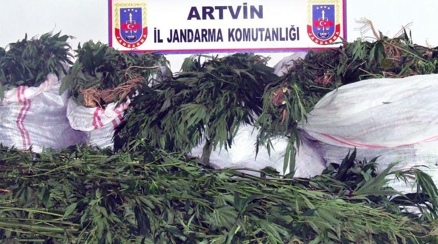 Artvin'de Bin K&ouml;k Hint Keneviri Ele Ge&ccedil;irildi