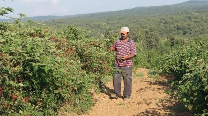 Alternatif &Uuml;r&uuml;n B&ouml;ğ&uuml;rtlen, Turgutlu &Ccedil;ift&ccedil;isini Umutlandırdı