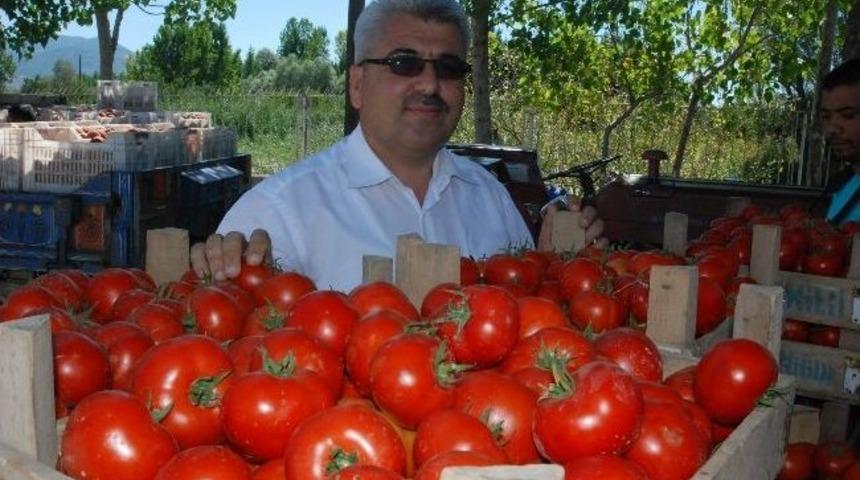Domatesin Fiyatı Tarlada 50 Kuruşa D&uuml;şt&uuml;