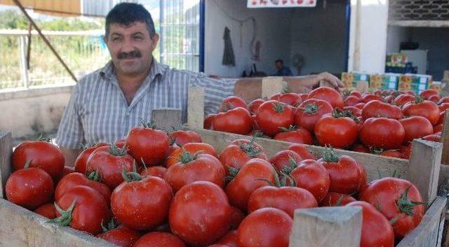 Domatesin Fiyatı Tarlada 50 Kuruşa Düştü