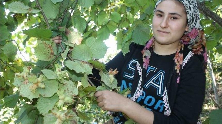 Ordu&rsquo;da Fındık Hasadı Başladı