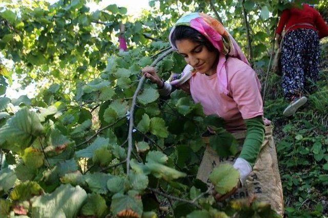 Ordu&rsquo;da Fındık Hasadı Başladı 2