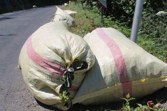 Ordu&rsquo;da Fındık Hasadı Başladı 3