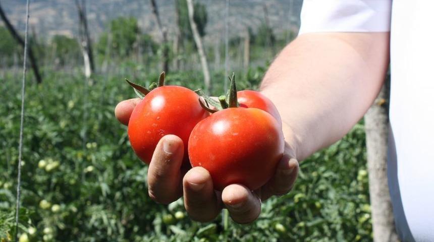 Kazova&rsquo;da Domates Hasadı Moralsiz Başladı