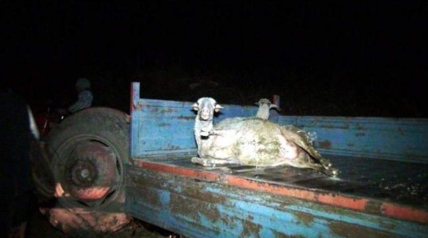 Kazada &Ouml;len Koyunlarının Başında Dakikalarca Ağladı