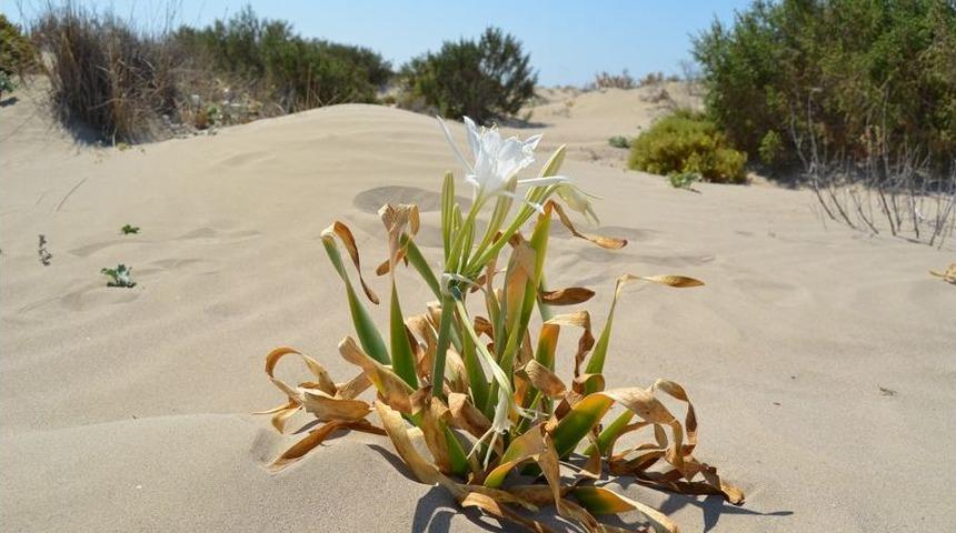 Sahillerin Incisi, Akdeniz'de Y&uuml;z&uuml;n&uuml; G&ouml;sterdi