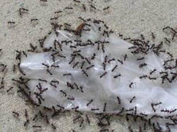 Karıncalar hakkında şaşırtıcı bilgiler