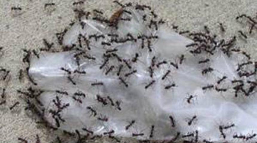 Karıncalar hakkında şaşırtıcı bilgiler