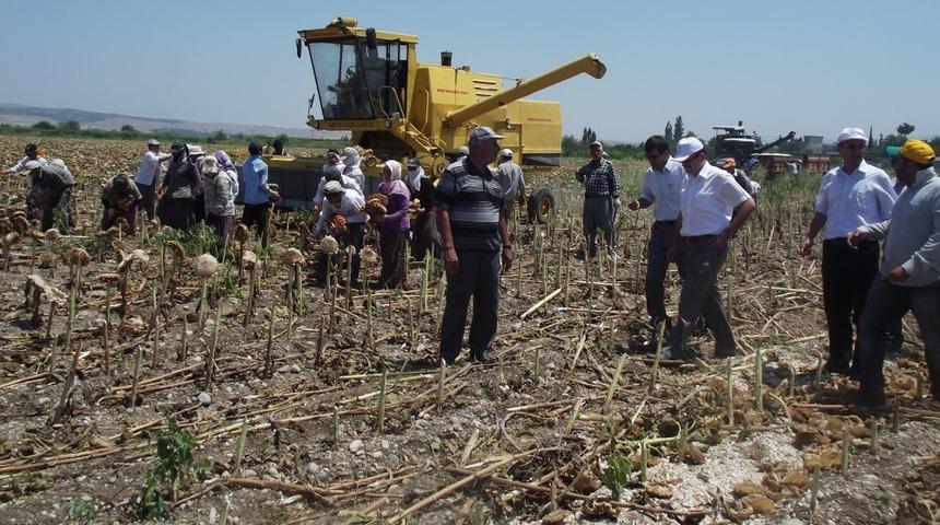 T&uuml;rkiye'nin Ilk Ay&ccedil;ekirdeği Hasadı Başladı