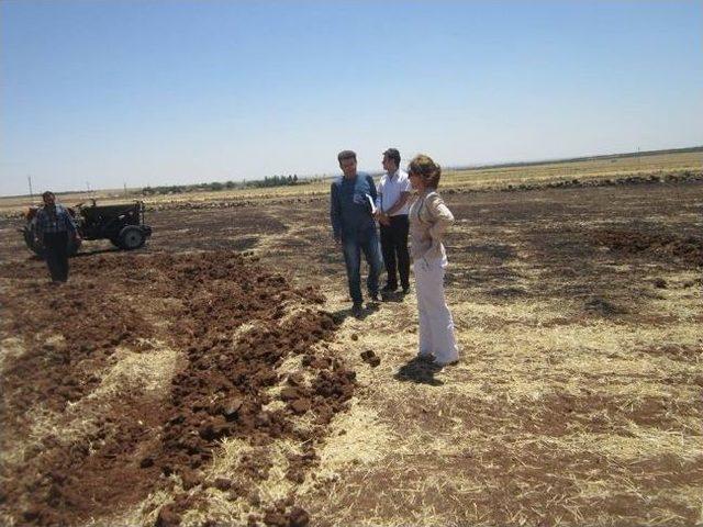 Toplulaştırma Ve Tarla İçi Geliştirme Hizmetleri Projesi