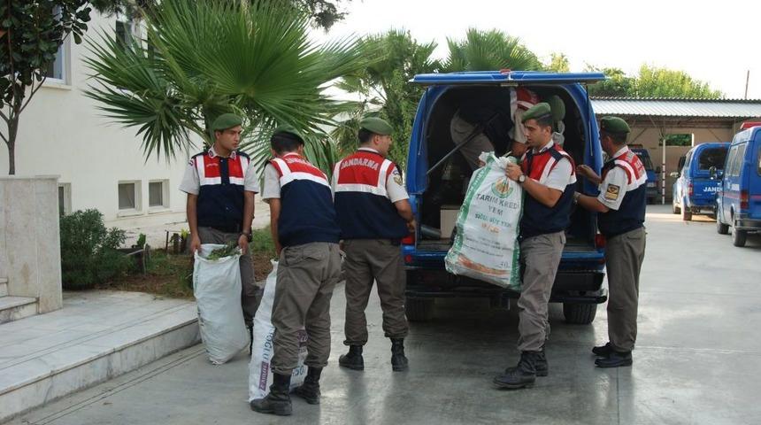 Damla Sulama Ile Uyuşturucu Yetiştirmişler