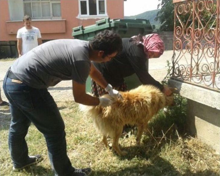 (özel Haber) Çaycuma'nın Temenler Köyünde Kuduz Karantinası G1
