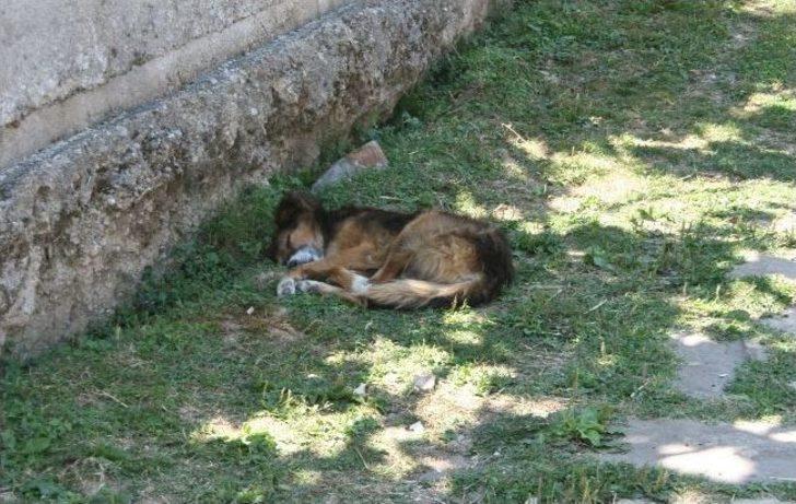(özel Haber) Çaycuma'nın Temenler Köyünde Kuduz Karantinası G5