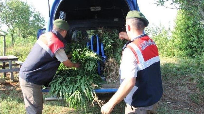 Alaplı&rsquo;da Jandarma&rsquo;dan Uyuşturucu Operasyonu