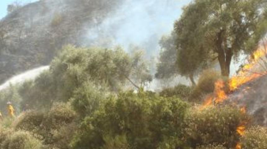 Aydın Ve Bozdoğan'da Orman Yangını