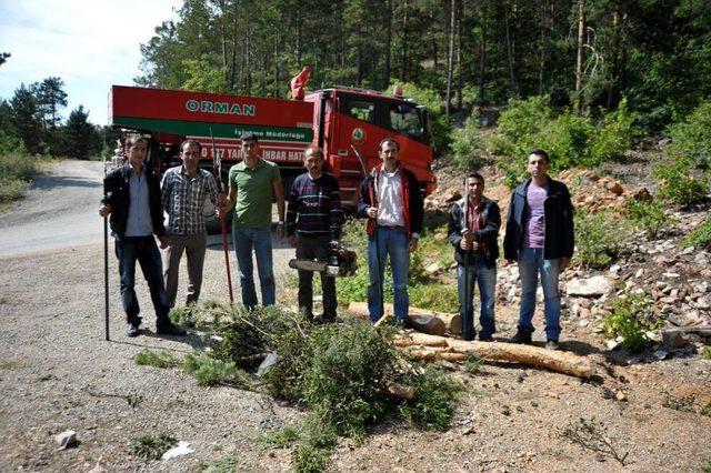 Gümüşhane’de Ökse Otu Ile Mücadele