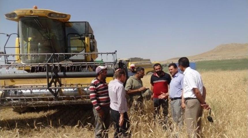 Van&rsquo;da Hububatta Dane Kaybı Kontrolleri