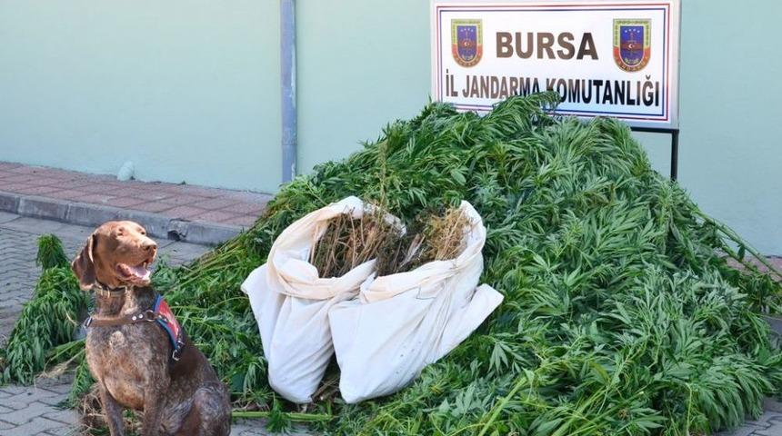 Uyuşturucular 'Acil' Ve 'Varis'e Takıldı