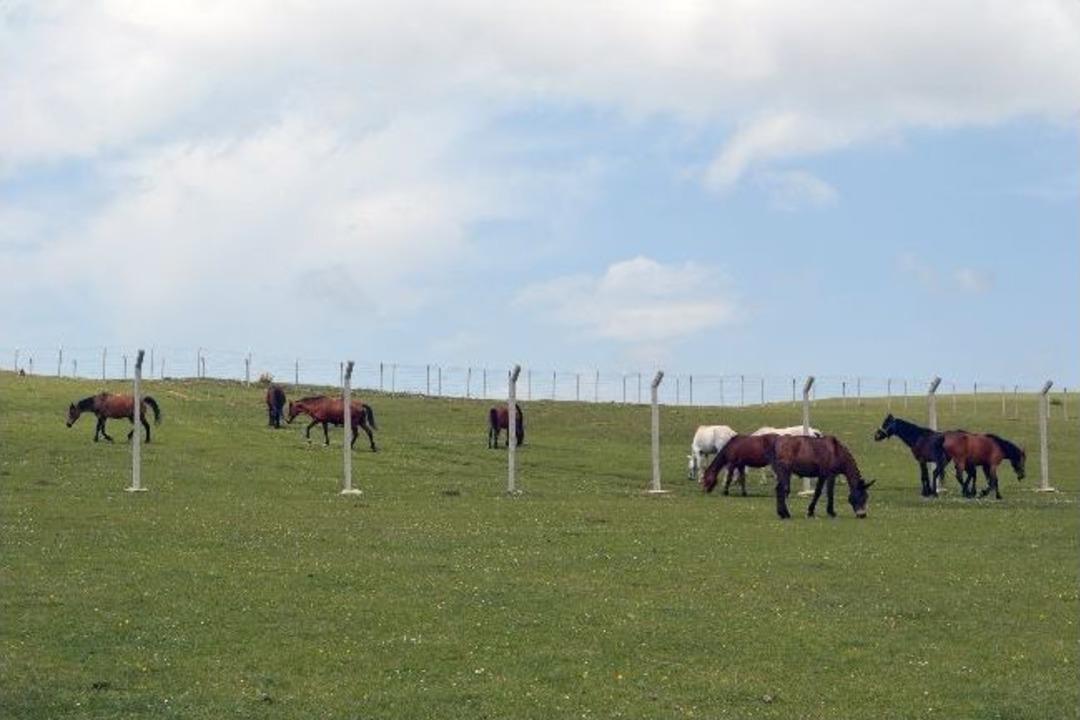 Yaylaya Bırakılan Yılkı Atlar Fındık İ&ccedil;in Toplanıyor