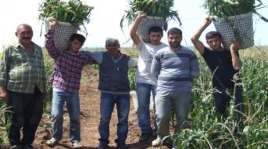May Tohum &Ccedil;ift&ccedil;inin Y&uuml;z&uuml;n&uuml; G&uuml;ld&uuml;rd&uuml;