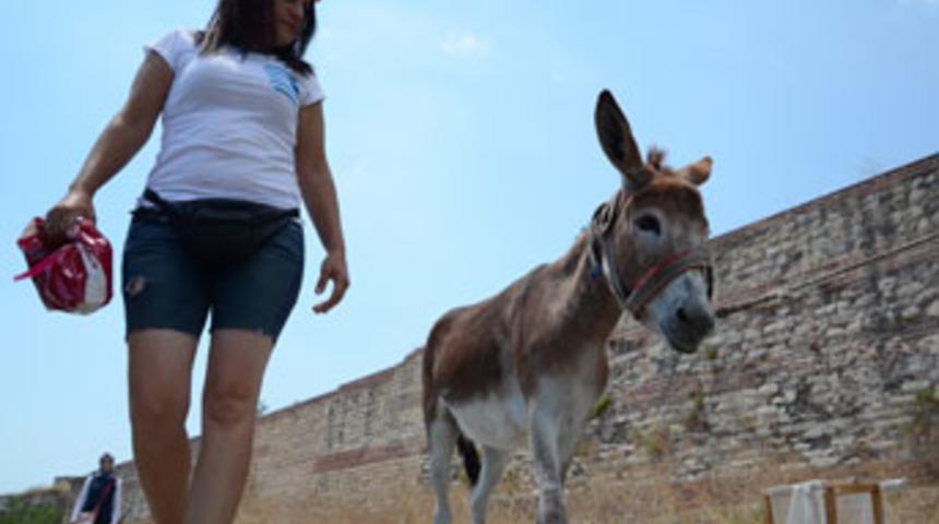 İstanbul&rsquo;da bir garip eşek hikayesi