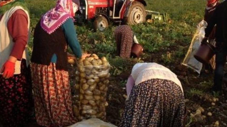 Sandıklı'da Patates Hasadı Başladı