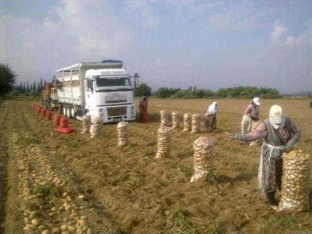 Sandıklı'da Patates Hasadı Başladı