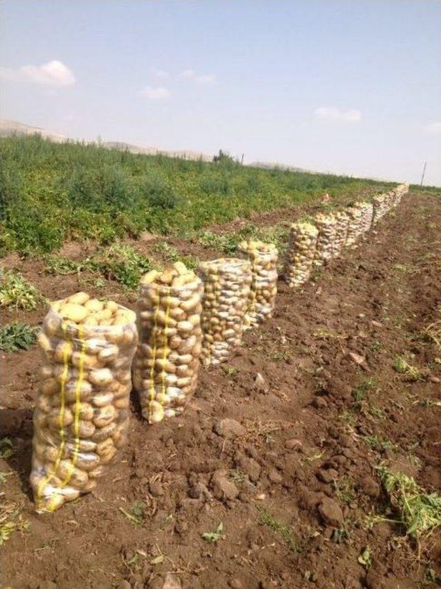 Sandıklı'da Patates Hasadı Başladı