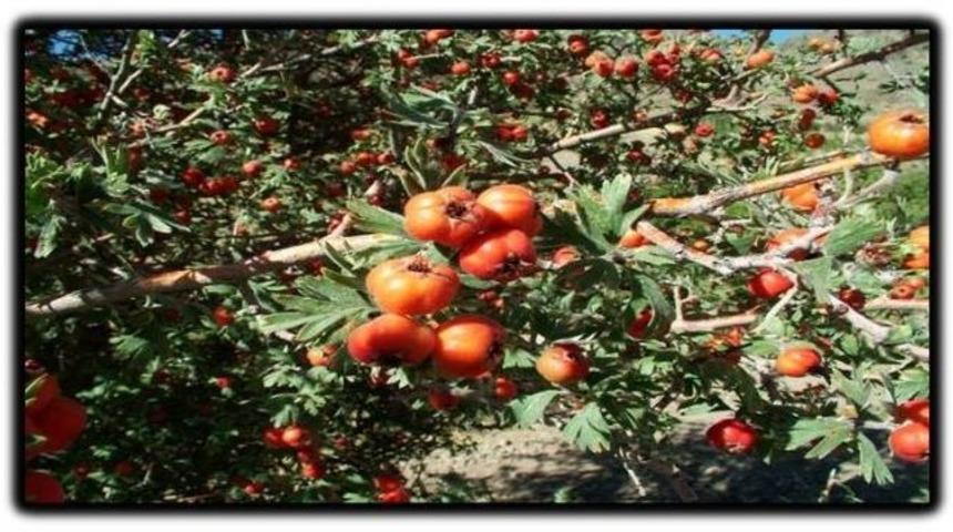 Malatya&rsquo;da Alı&ccedil; Ormanları Kurulacak